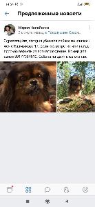 Пропала собака Село Красноусольский 3AB59A16-3D78-4F36-96CD-5276927338FD.jpeg
